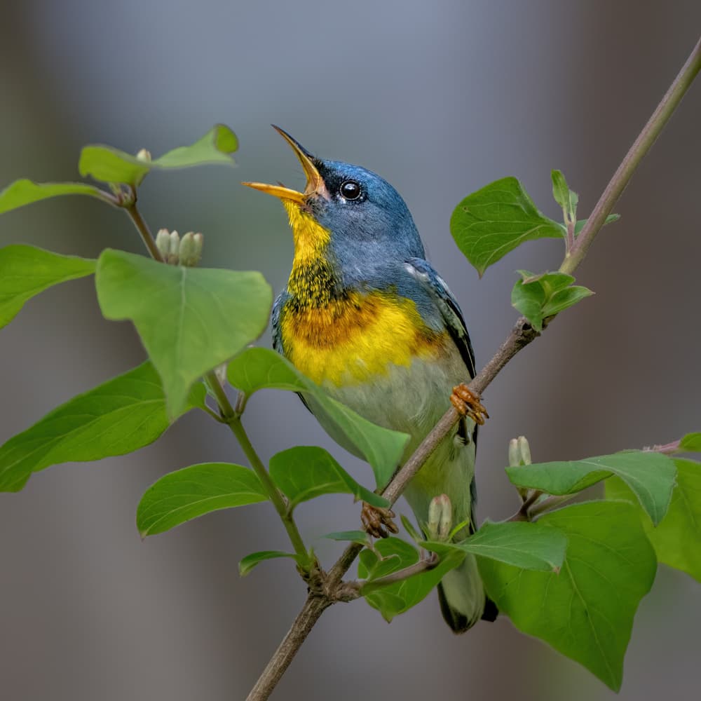 Vibrant Singing Bird by Jacob (Jian) Xu — canvas wall art