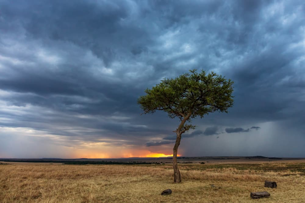 Lone Tree Stormy Sunset by Mark Strom — canvas wall art