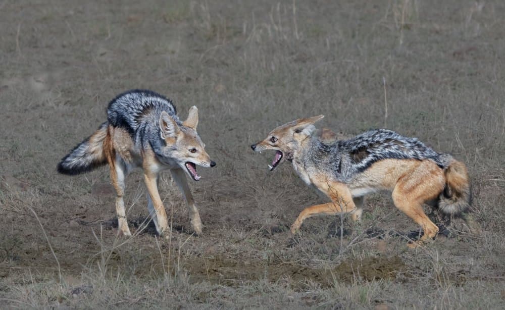 African Jackal Confrontation by Sheila Xu — canvas wall art