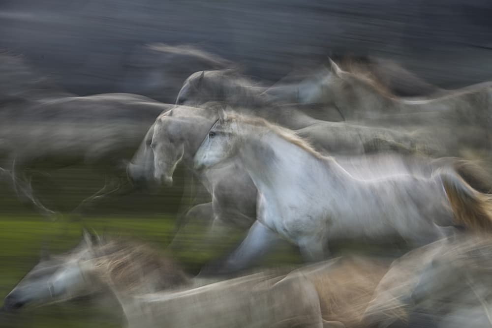 Dynamic White Horses by Milan Malovrh — canvas wall art