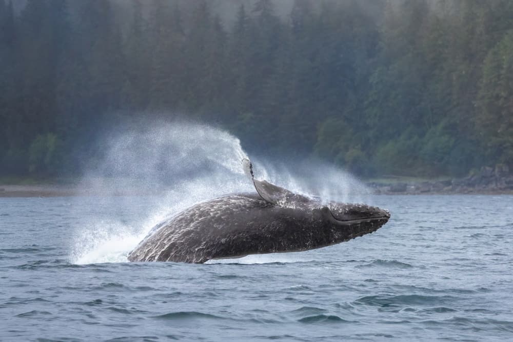 Humpback Whale Breach by Mark Strom — canvas wall art