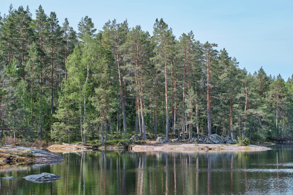 Forest Lake Reflections by Geertjan Plooijer — canvas wall art
