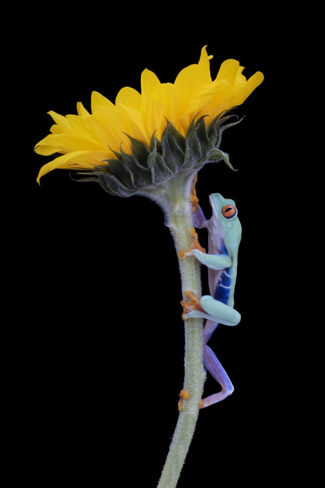 Red Eyed Frog Climbing Sunflower by Louise Wolbers — canvas wall art