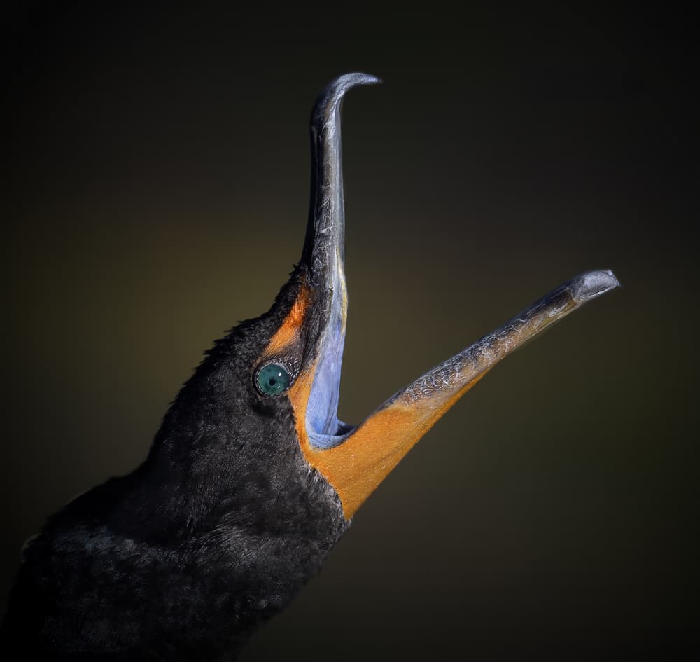 Cormorant's Open Beak by Linda D Lester — canvas wall art