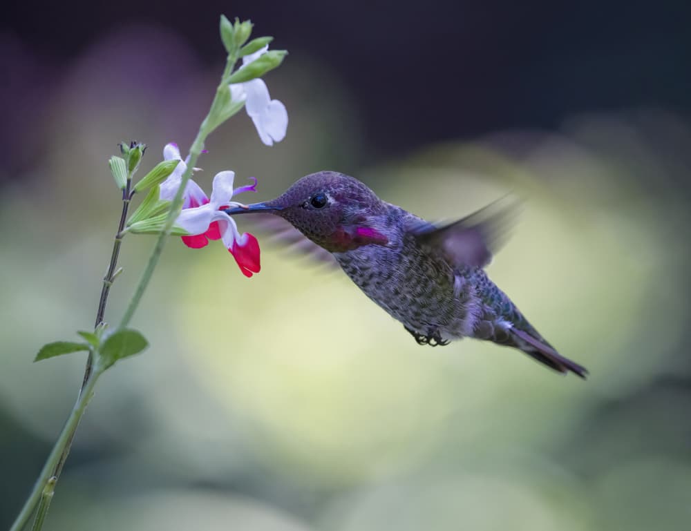 Hummingbird Nectar Sip by Xiaojian Huang — canvas wall art