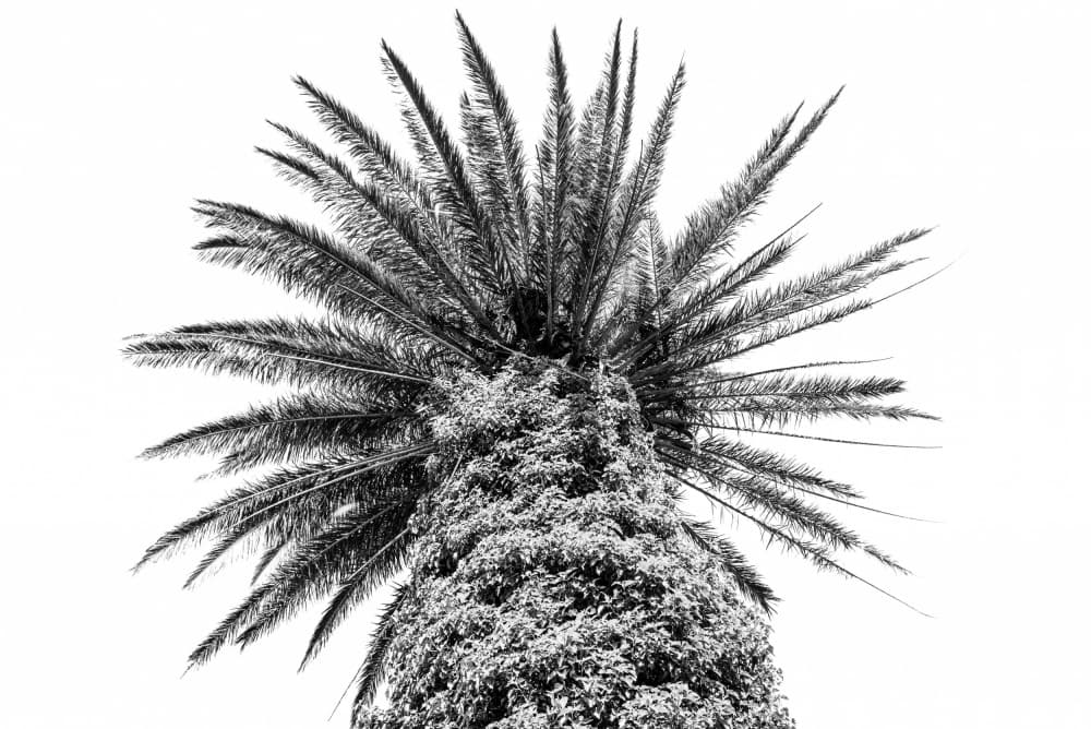 Monochrome Palm Tree by Photolovers — canvas wall art