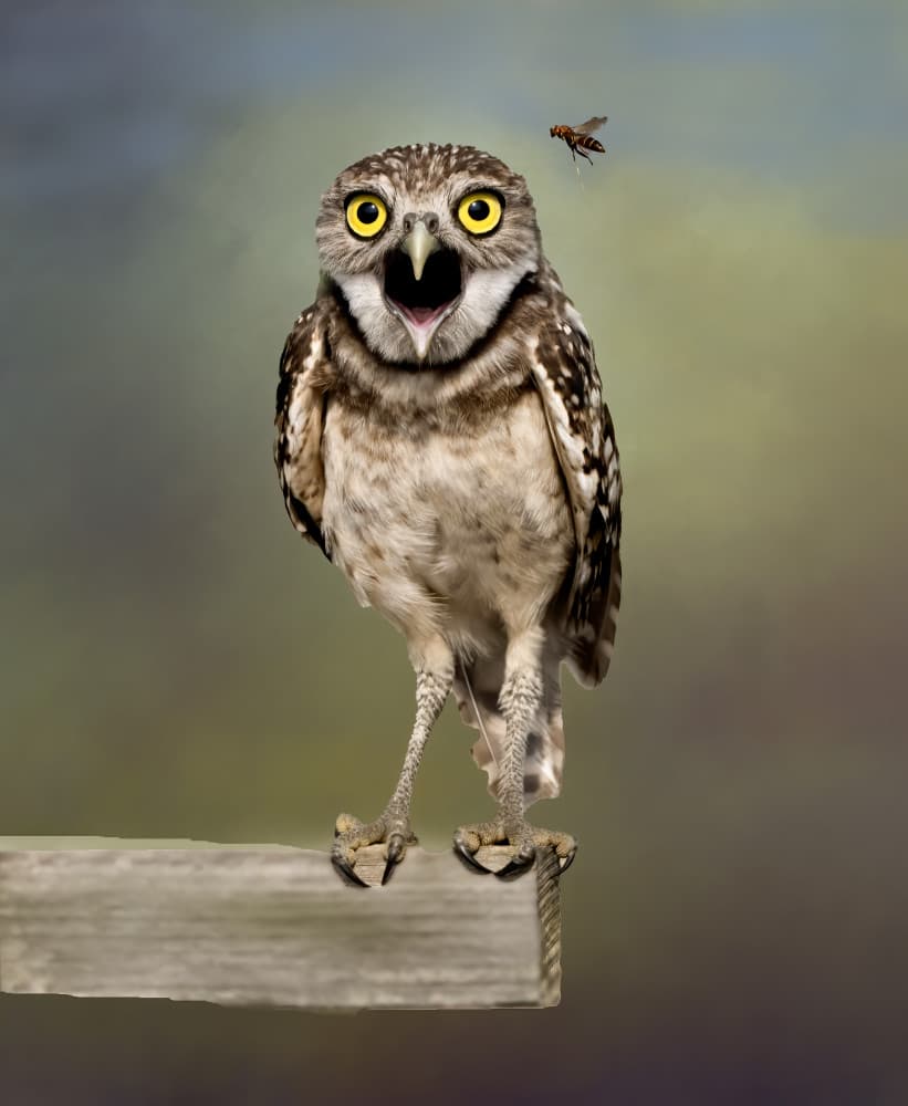 Funny Owl And Fly by Jane Lyons — canvas wall art