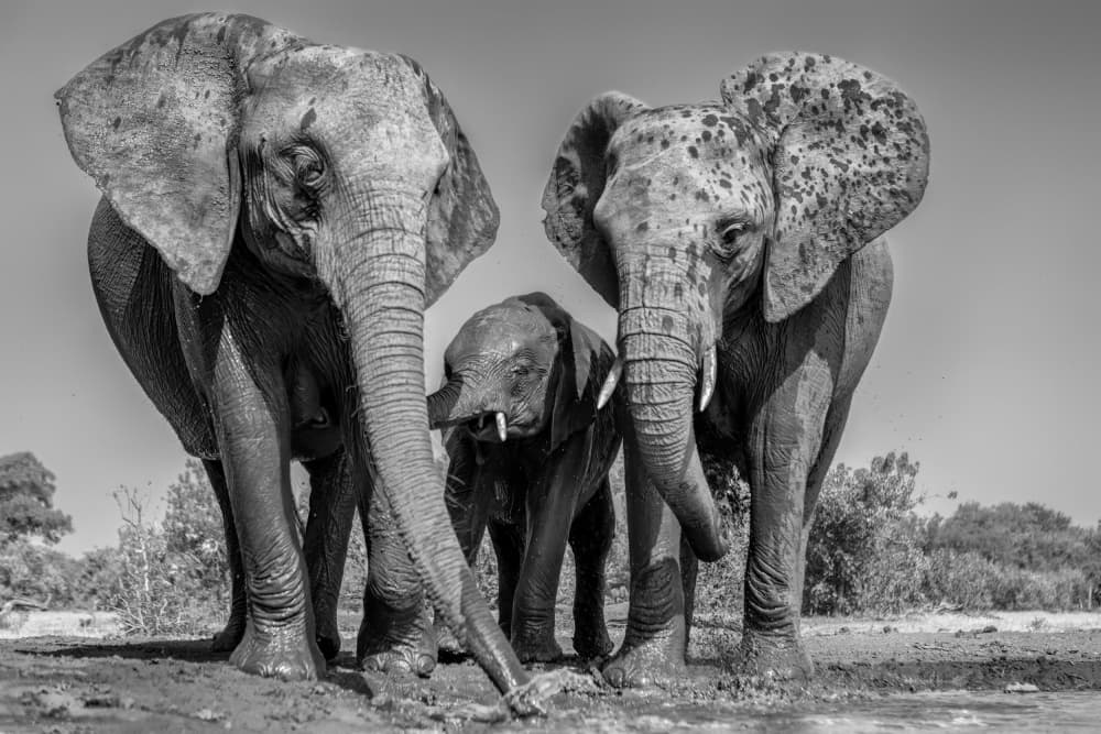 African Elephant Family by Jun Zuo — canvas wall art