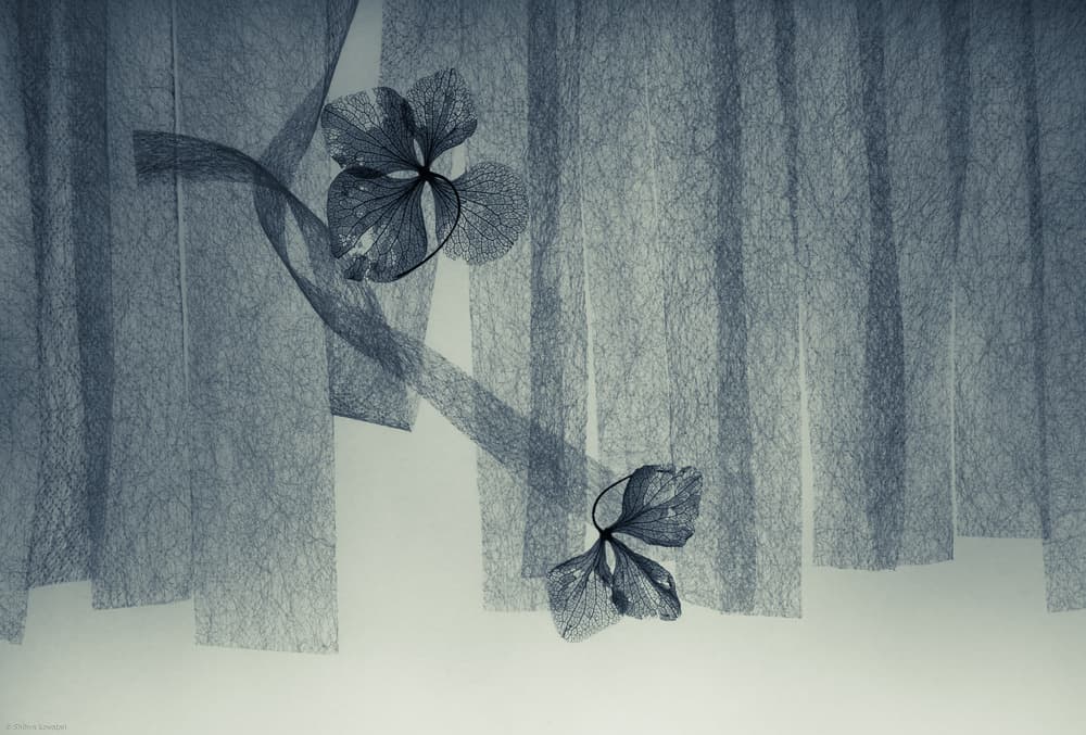 Floating Delicate Flowers by Shihya Kowatari — canvas wall art