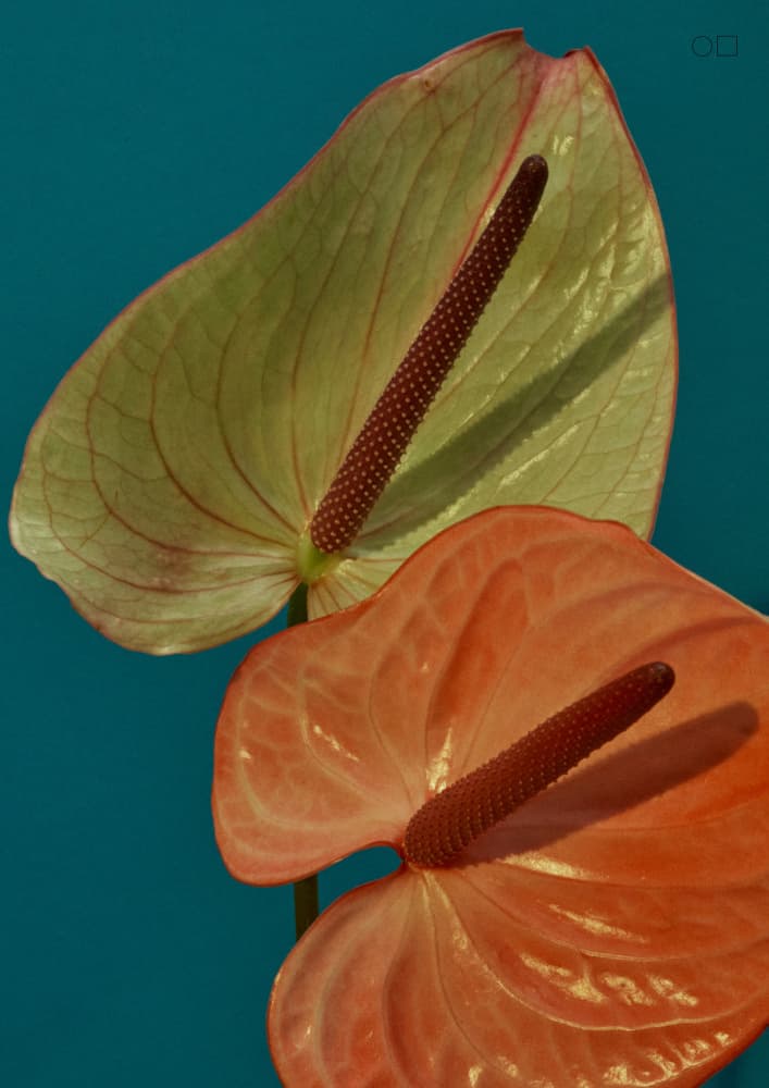 Vibrant Anthurium Pair by Marianne Bassil — canvas wall art