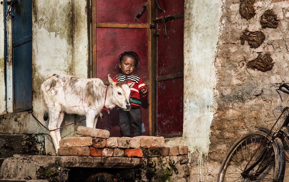 Village Child With Calf by Joxe Inazio Kuesta Garmendia — canvas wall art