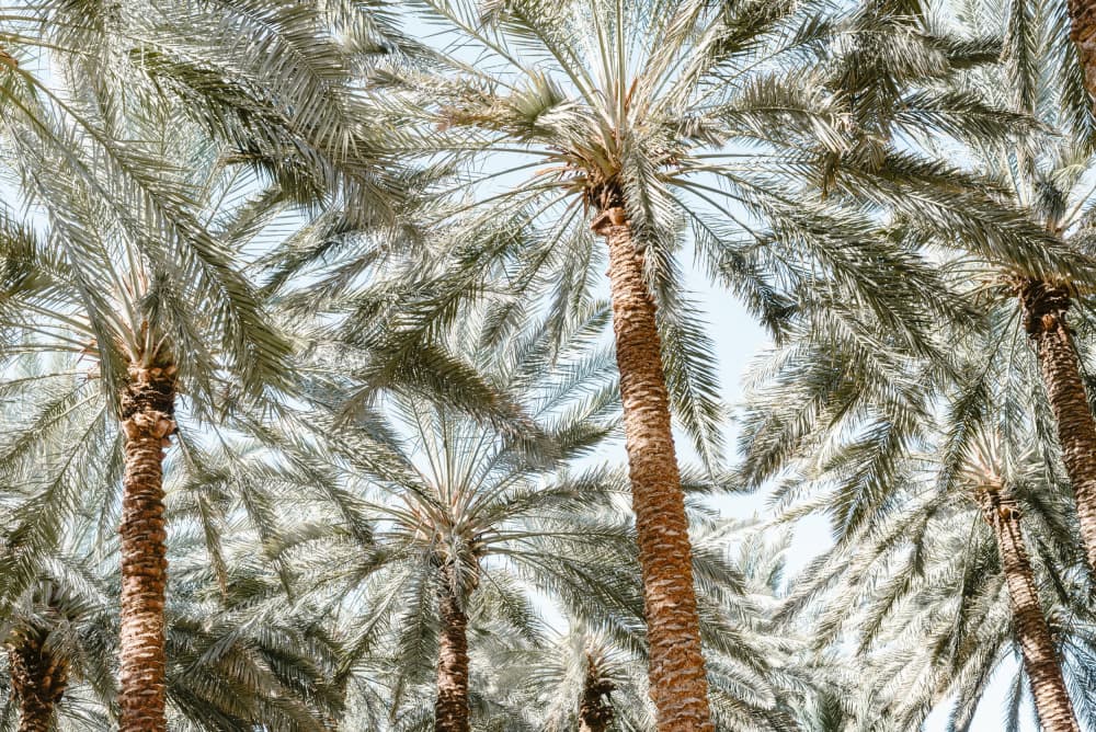 Tropical Sky Palms by Photolovers — canvas wall art