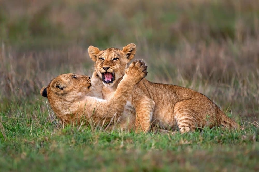 Wild Lion Cub Play by Xavier Ortega — canvas wall art