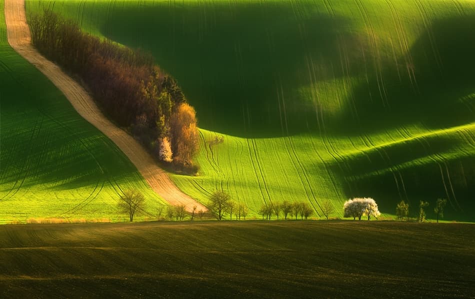 Vibrant Green Rolling Hills by Krzysztof Browko — canvas wall art