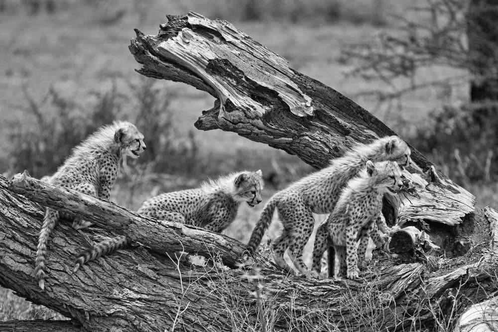 Wild Cheetah Cubs Play by Alessandro Catta — canvas wall art