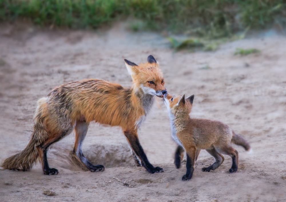 Mother And Cub Foxes by Jenny Qiu — canvas wall art
