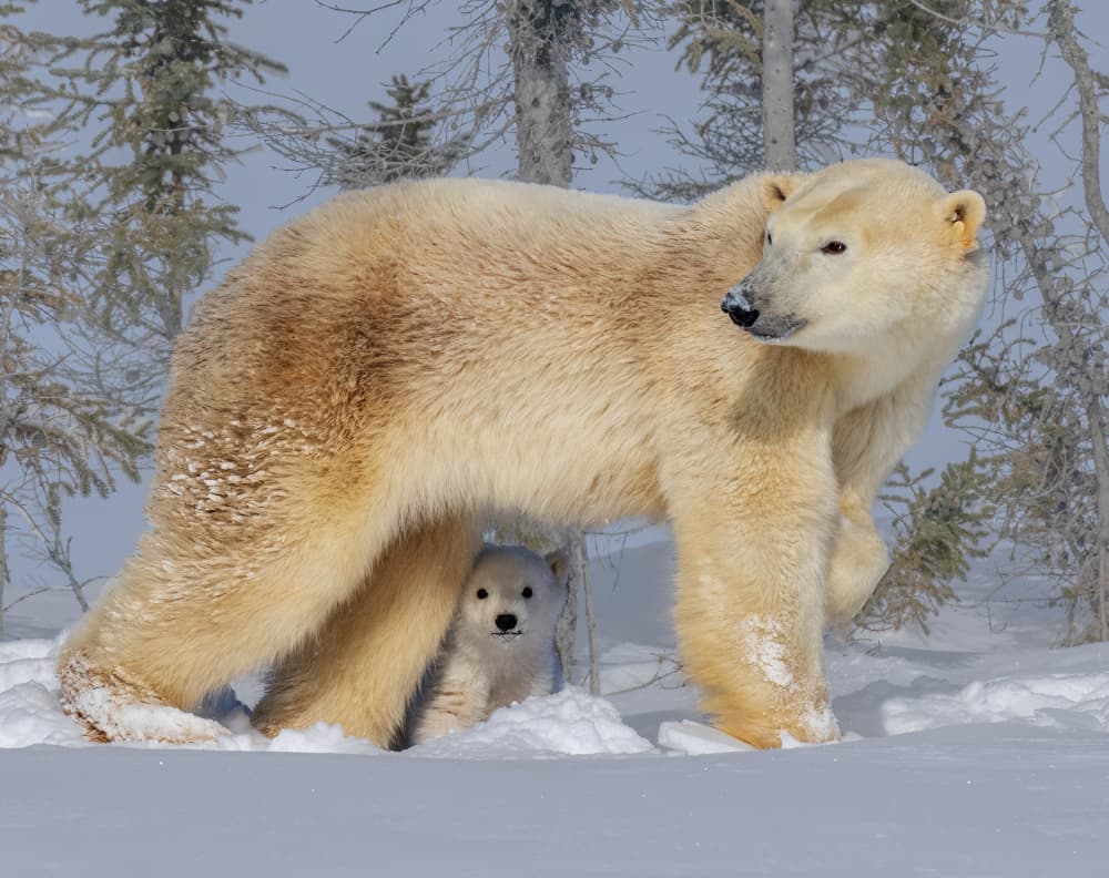 Mother Polar Bear and Cub by Yuan Su — canvas wall art