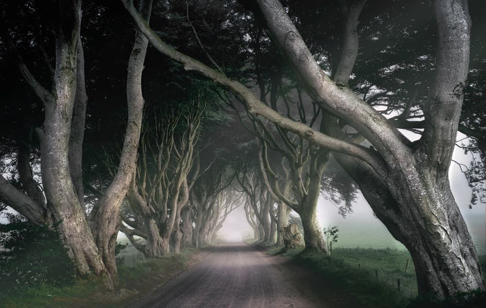 Misty Tree Tunnel by Paul — canvas wall art