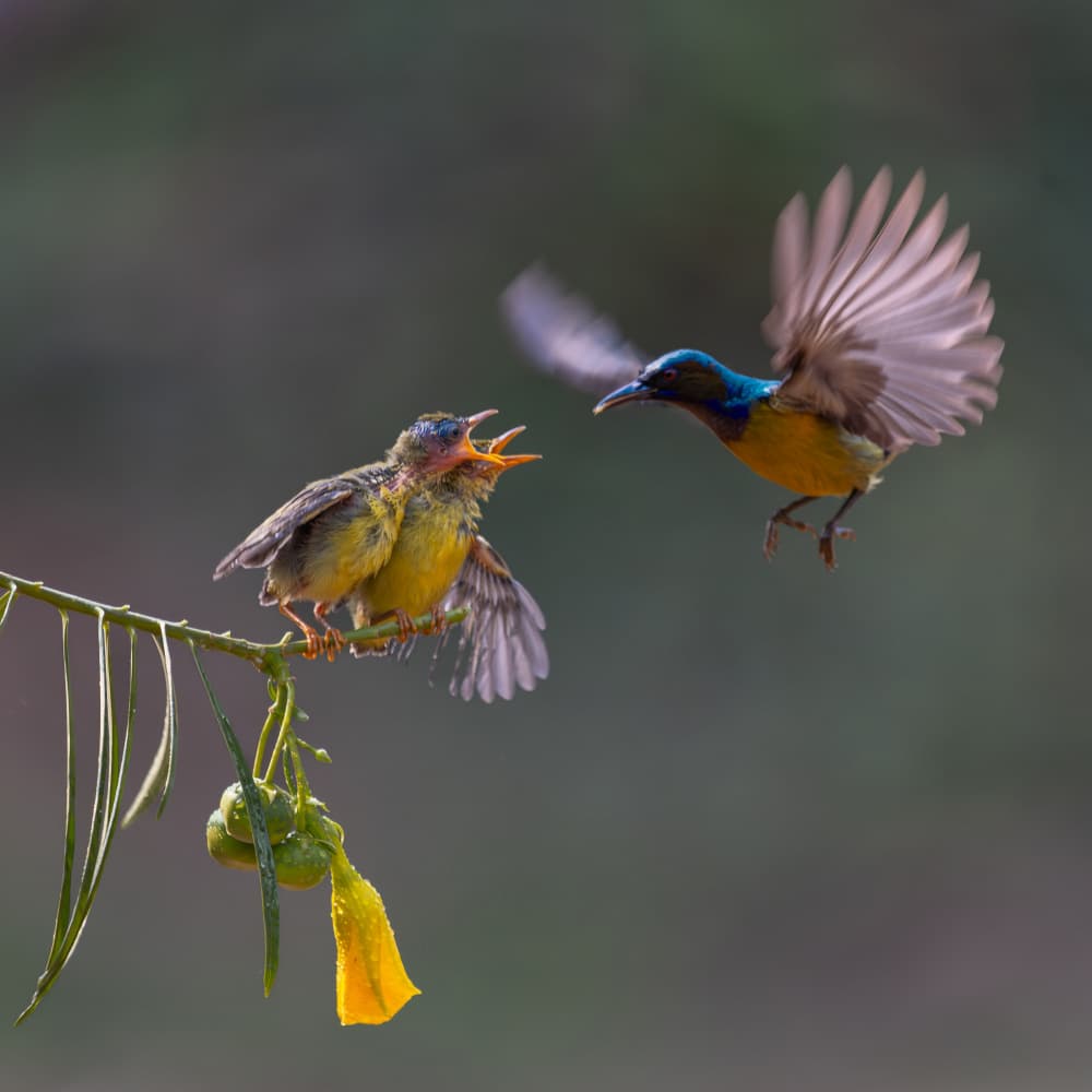 Hungry Sunbird Chicks by Lisdiyanto Suhardjo — canvas wall art