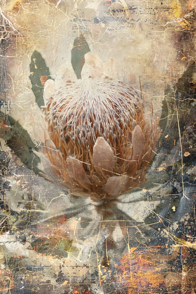 Vintage Protea Bloom by Rafal Kulik — canvas wall art