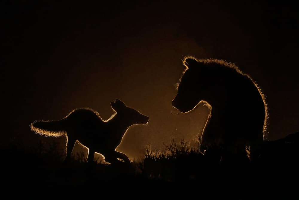 Encounter at night by Siyu_Wei APA — canvas wall art