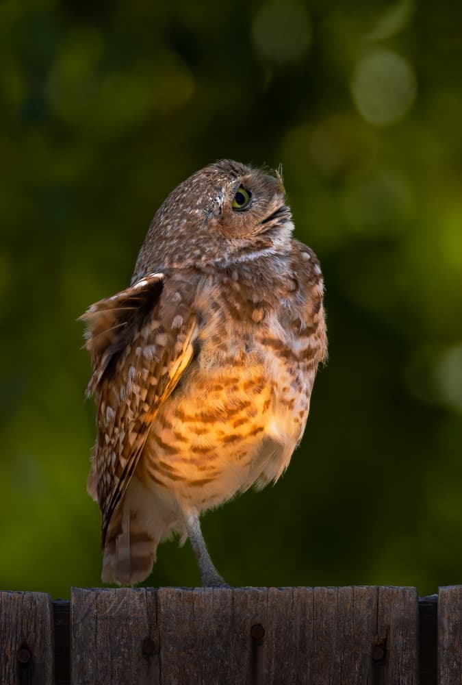 Golden Light Owl by Johnson Huang — canvas wall art
