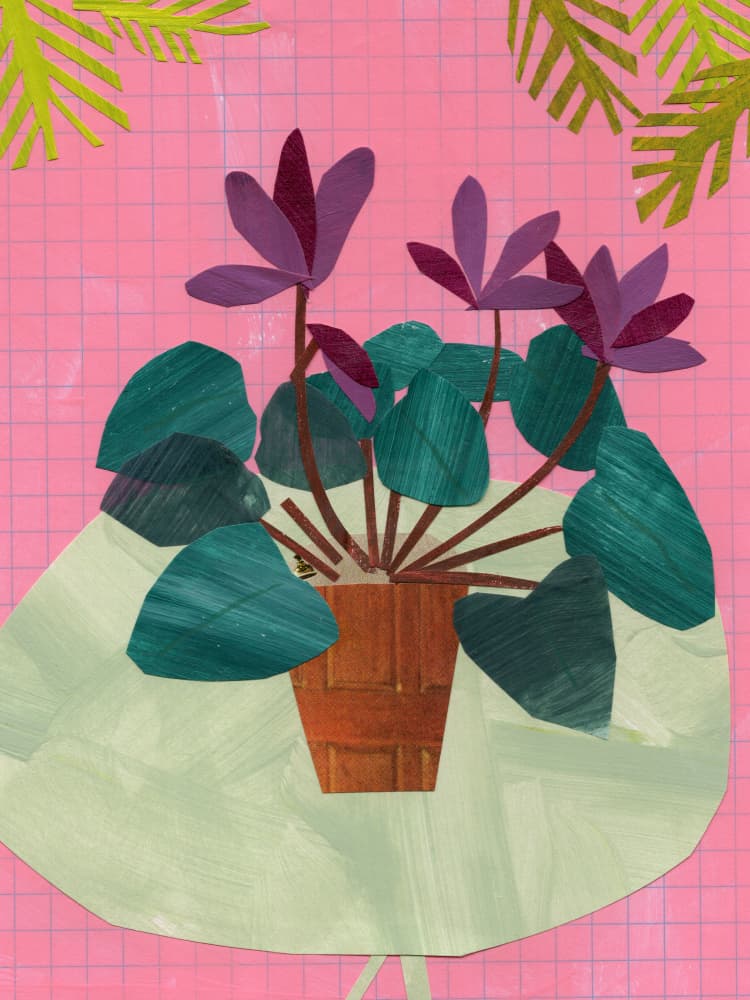 Pink Cyclamen Collage by Shelley Hampe — canvas wall art