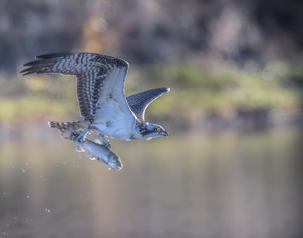 Osprey's Catch by Judy Tseng — canvas wall art