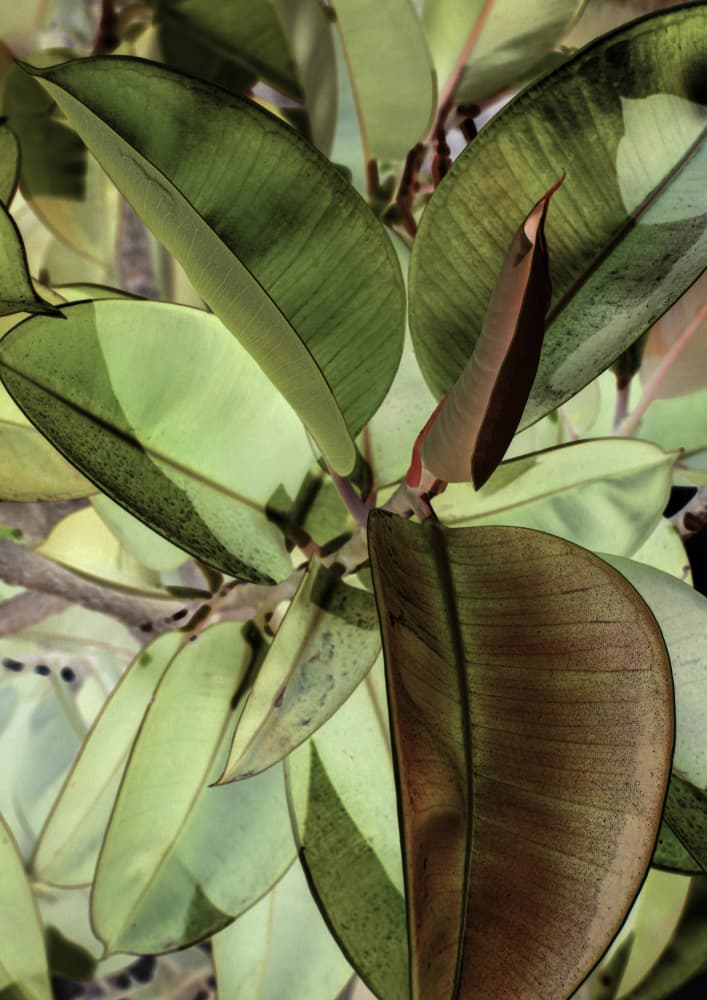 Leafy Dreamscape by Shot by Clint — canvas wall art