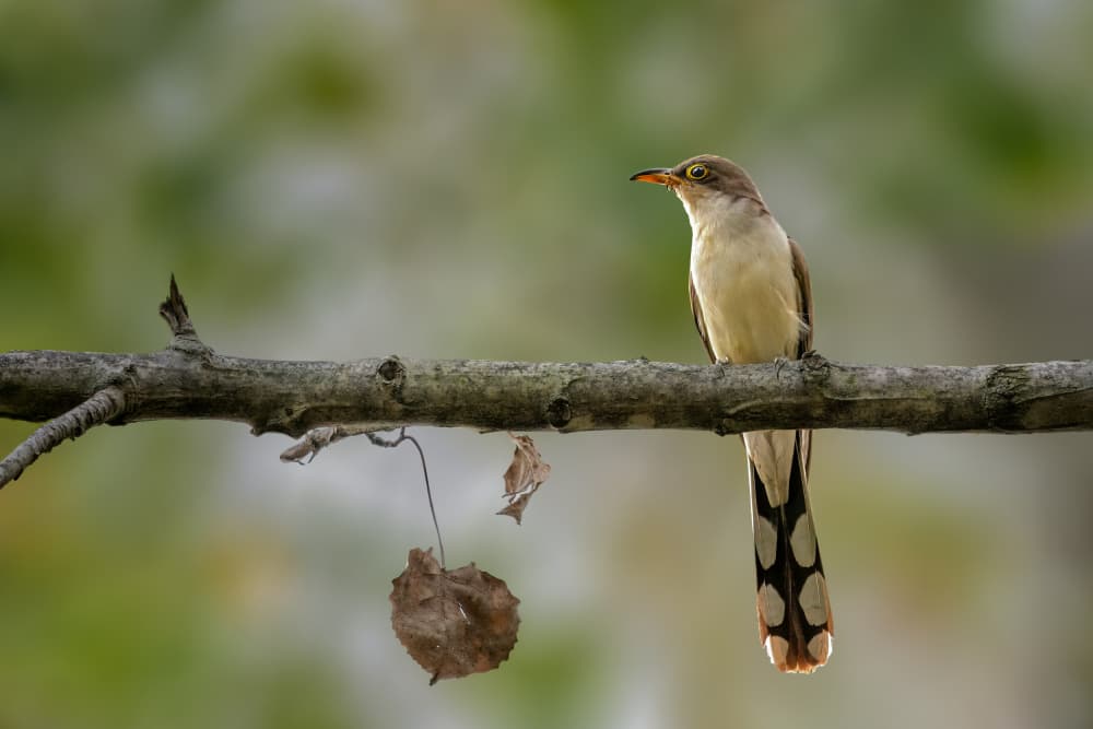 Long-tailed Cuckoo by Jacob (Jian) Xu — canvas wall art