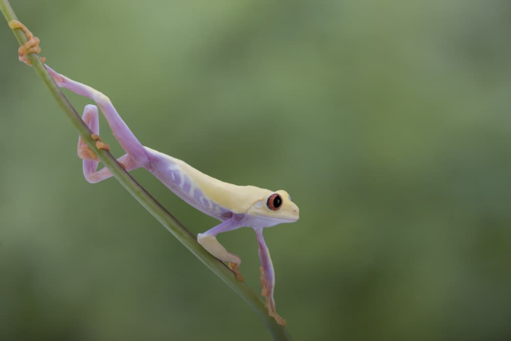 Red-Eyed Tree Frog by Louise Wolbers — canvas wall art