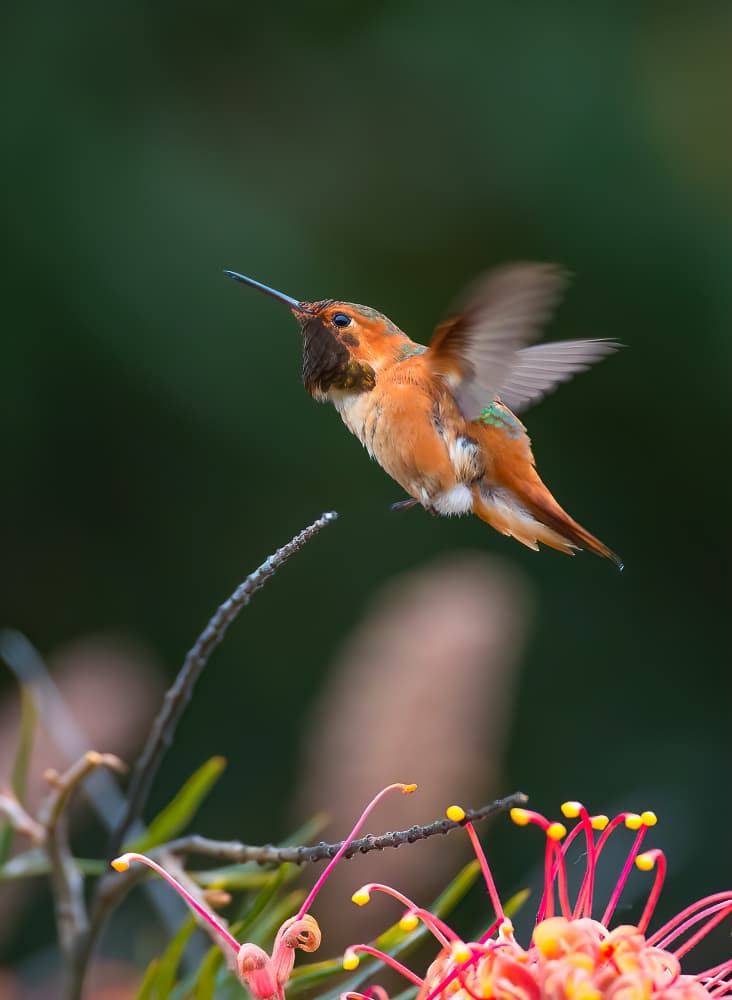 Vibrant Hummingbird in Flight by Johnson Huang — canvas wall art