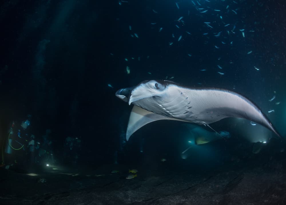 Night Dive Manta Ray by Jennifer Lu — canvas wall art