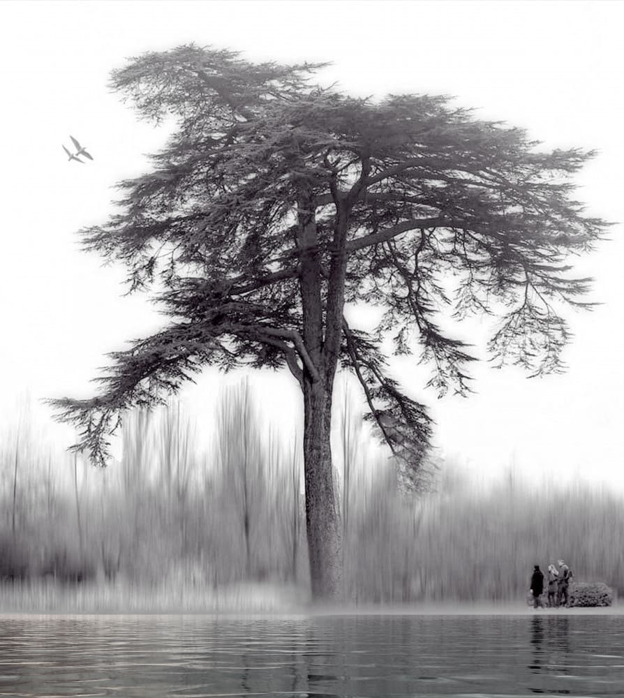 Misty Lakeside Tree by Anna Cseresnjes — canvas wall art