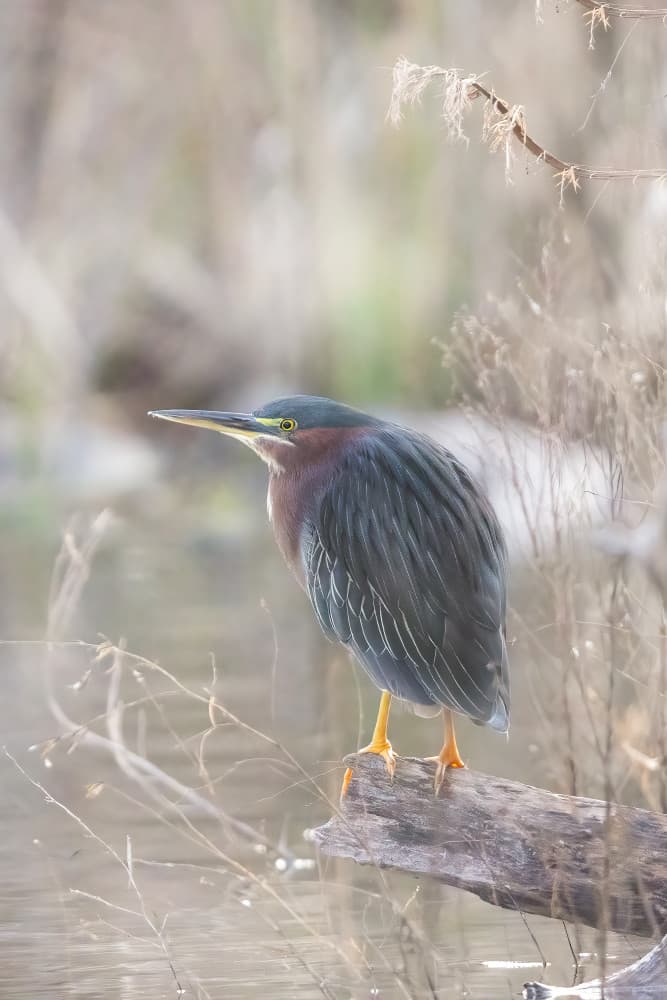 Green Heron Watch by Bill Lu — canvas wall art