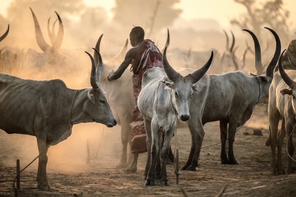Cattle Herder Golden Light by Trevor Cole — canvas wall art