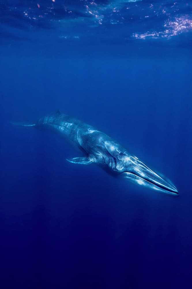 Majestic Blue Whale by Serge Melesan — canvas wall art