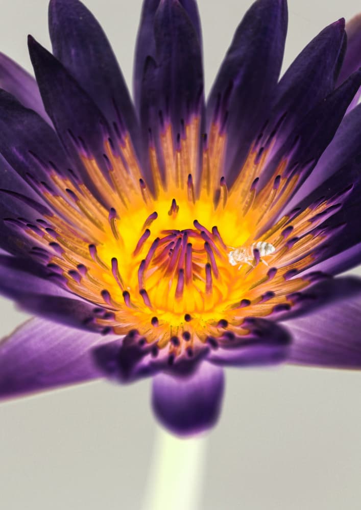 Purple Water Lilly by Shot by Clint — canvas wall art