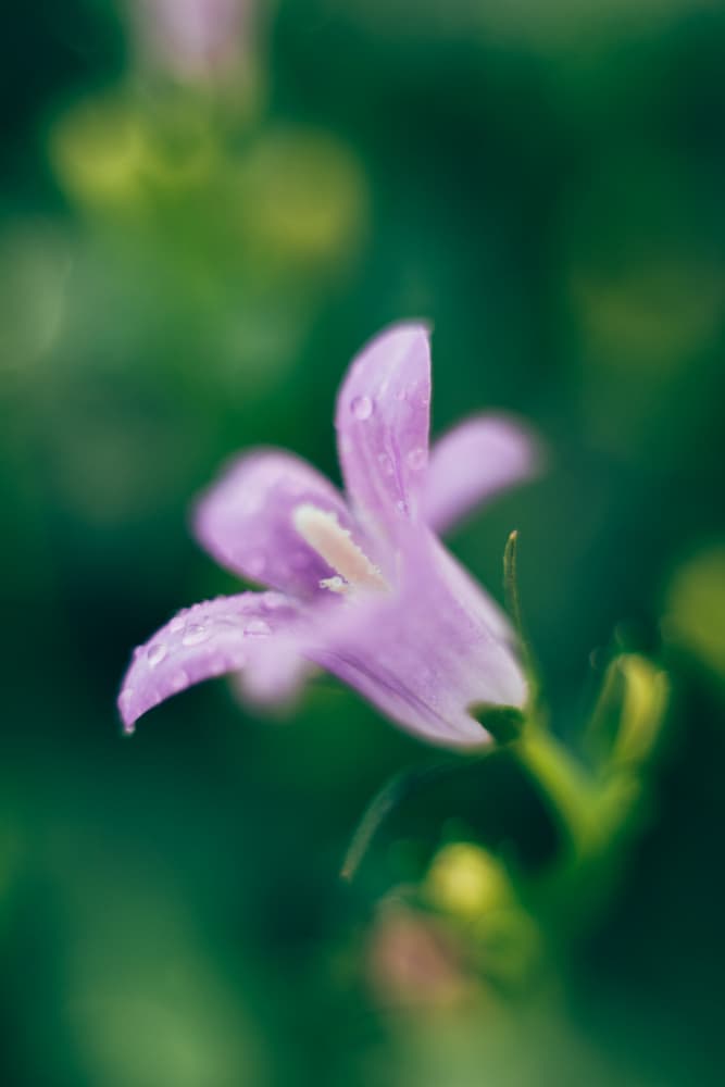 Dewy Purple Bellflower by Javier Pardina — canvas wall art