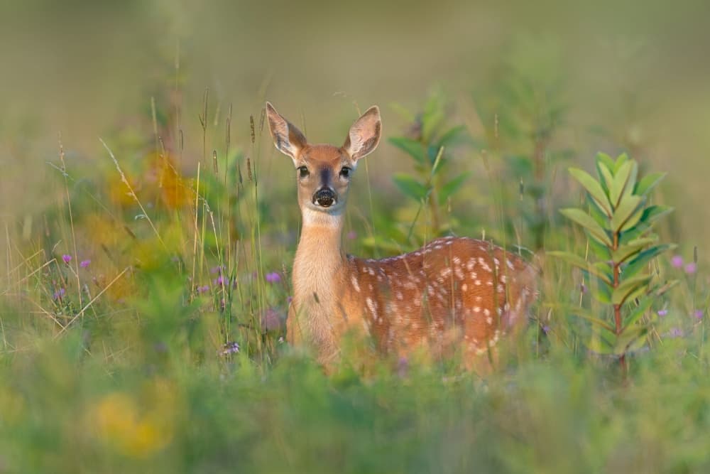 Spotted Fawn in Meadow by Nick Kalathas — canvas wall art