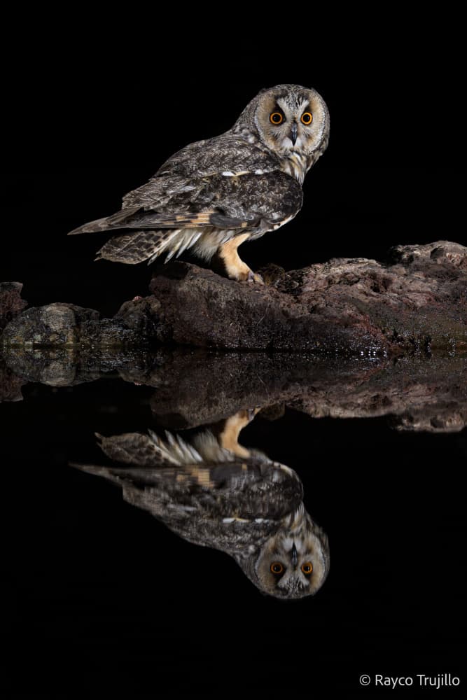 Long-Eared Owl Reflection by Rayco — canvas wall art