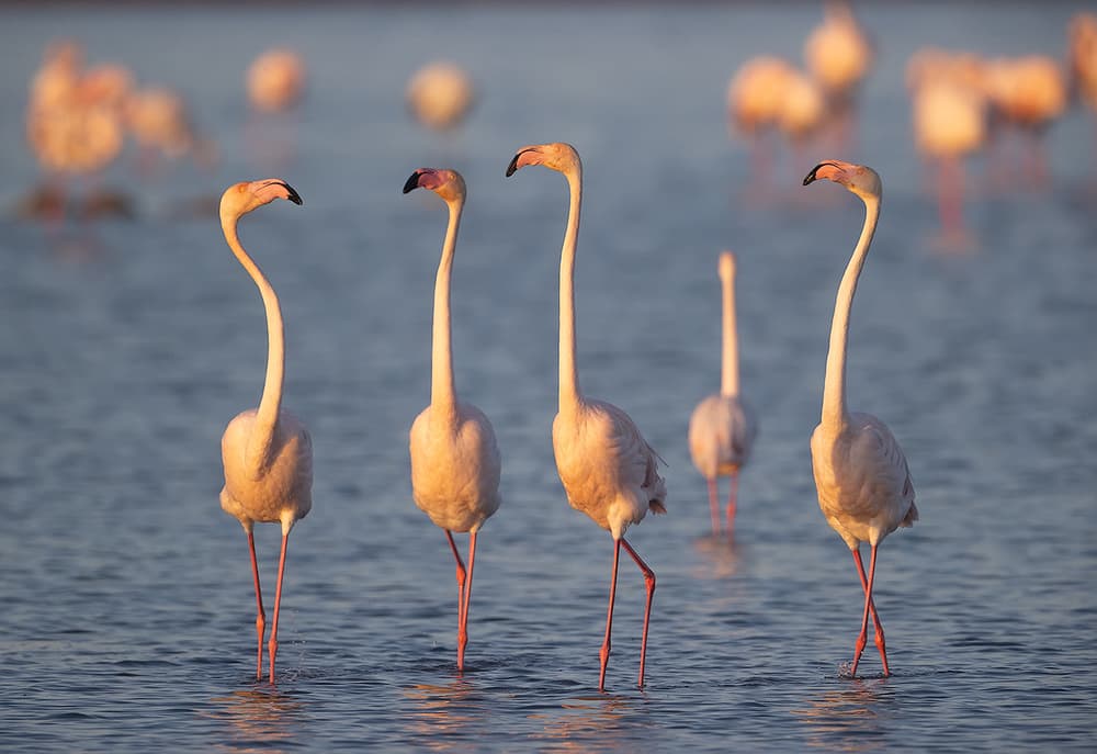 Flamingos Golden Hour by Joan Gil Raga — canvas wall art