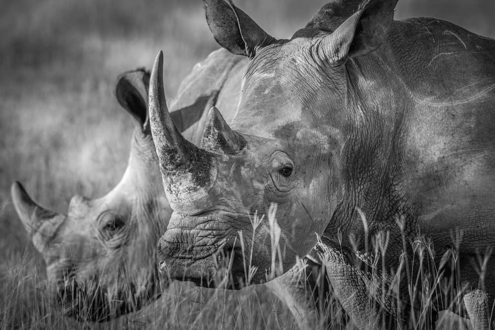 Powerful Rhino Pair by Jeffrey C. Sink — canvas wall art