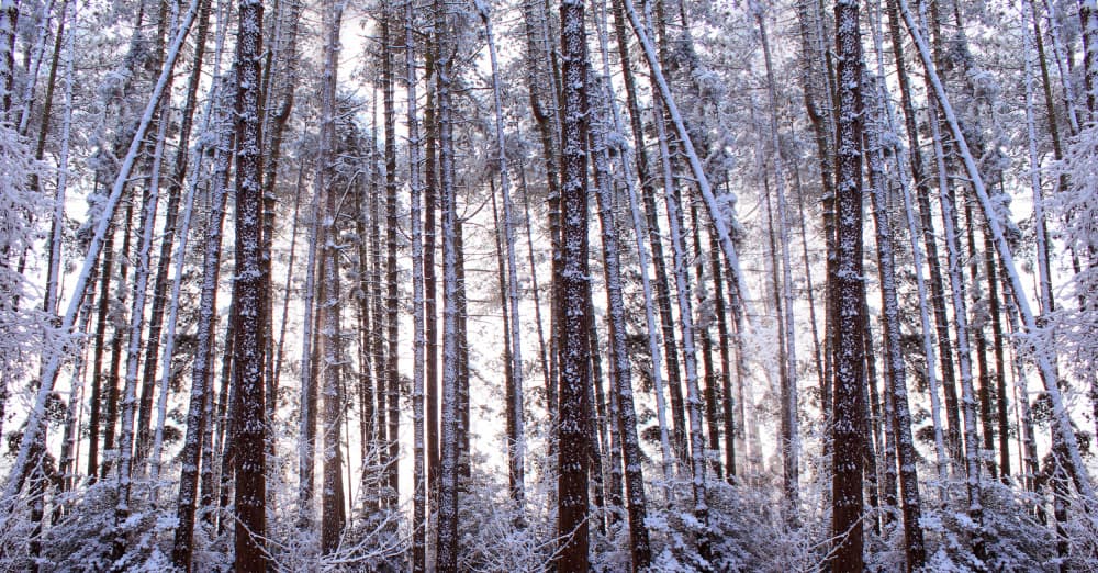 Snowy Winter Forest by Alyson Fennell — canvas wall art