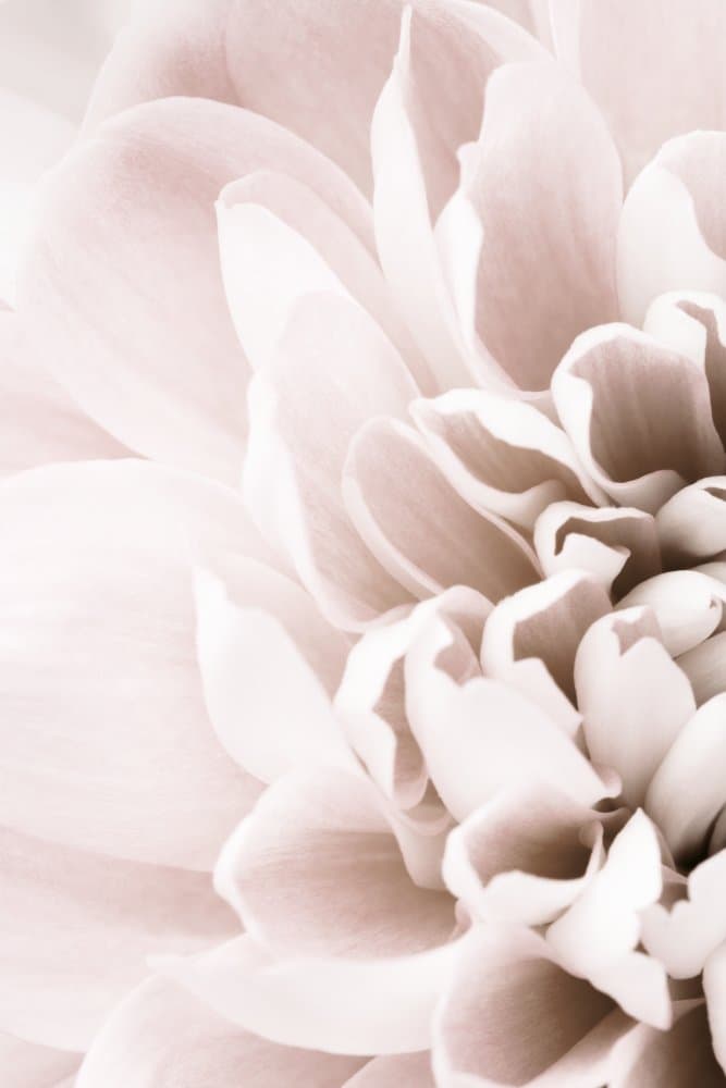 Delicate Pink Petals by Pictufy Studio III — canvas wall art