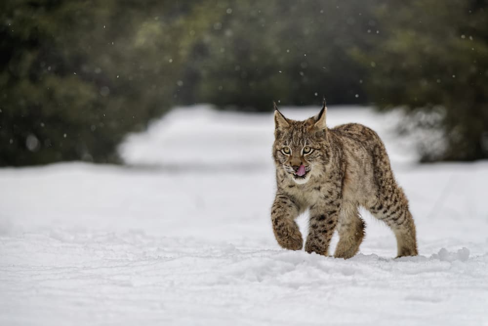 Wild Lynx in Winter Snow by Michaela Firešová — canvas wall art