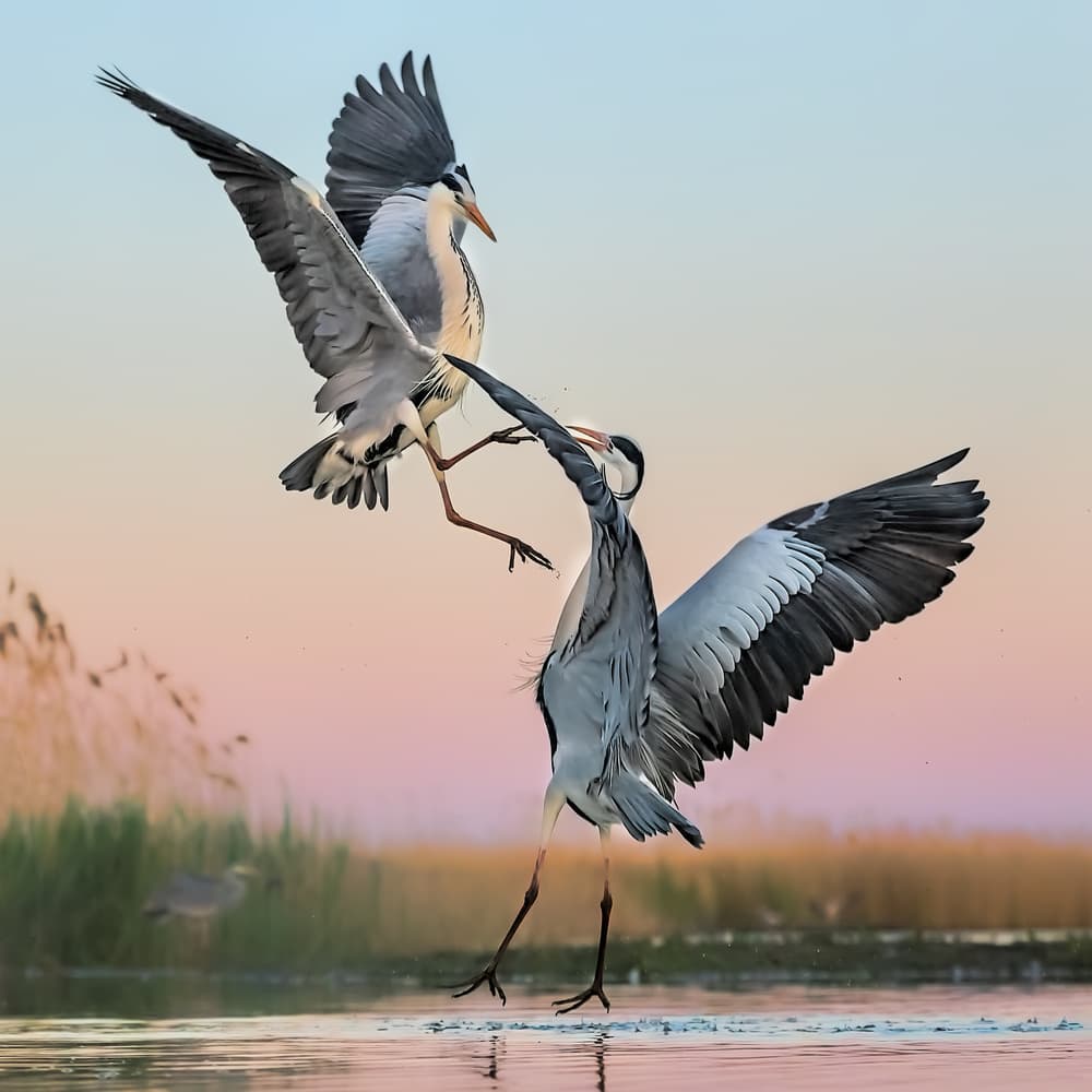 Heron Aerial Skirmish by Jun Zuo — canvas wall art