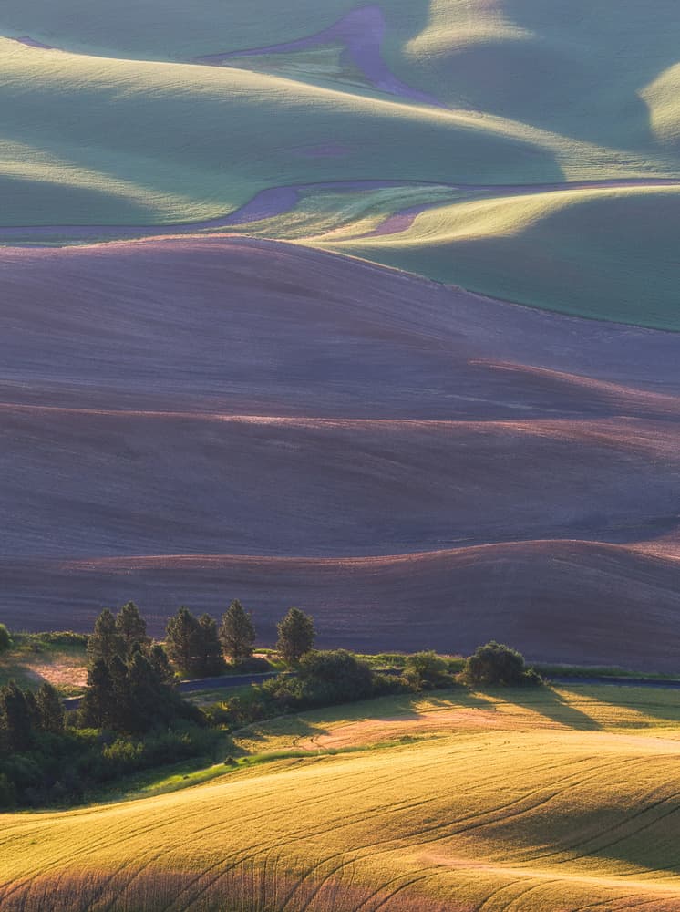 Golden Rolling Fields by Aidong Ning — canvas wall art