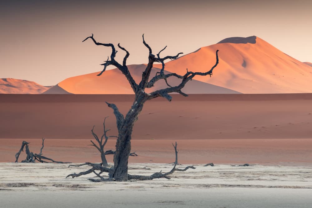 Dead Tree Desert Dunes by Karol Nienartowicz — canvas wall art