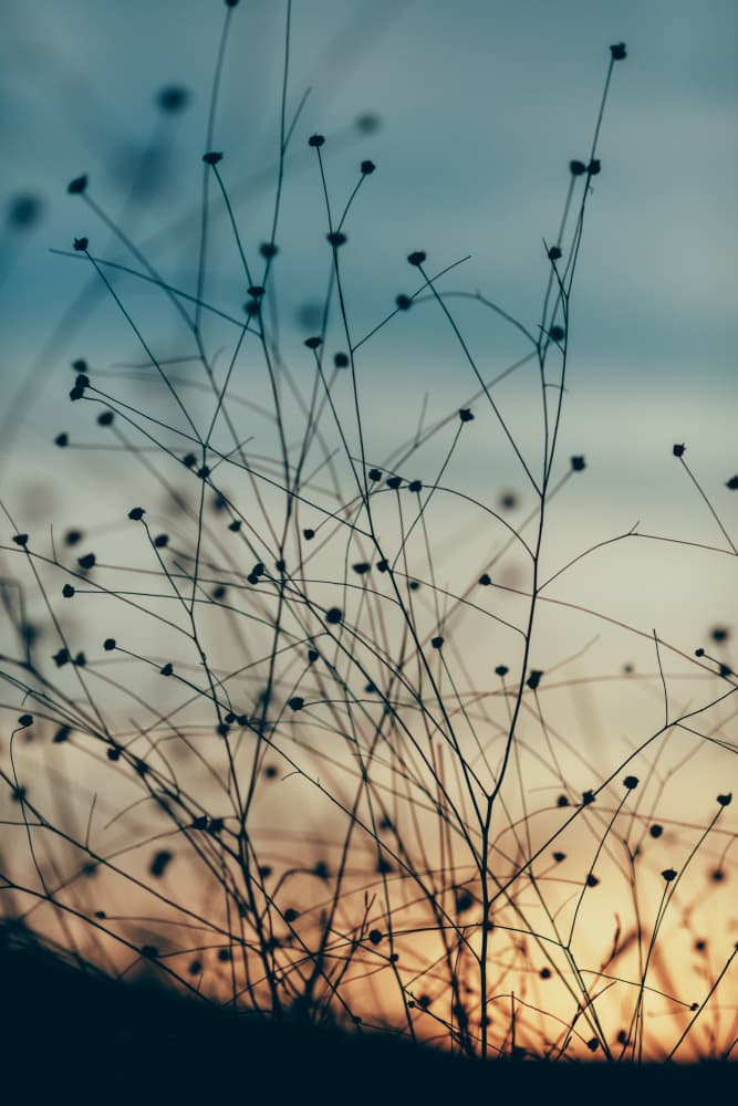 Sunset Silhouettes by Javier Pardina — canvas wall art